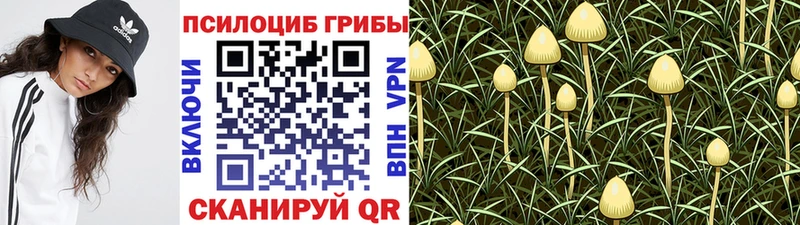 ОМГ ОМГ tor  Балтийск  Галлюциногенные грибы Cubensis 